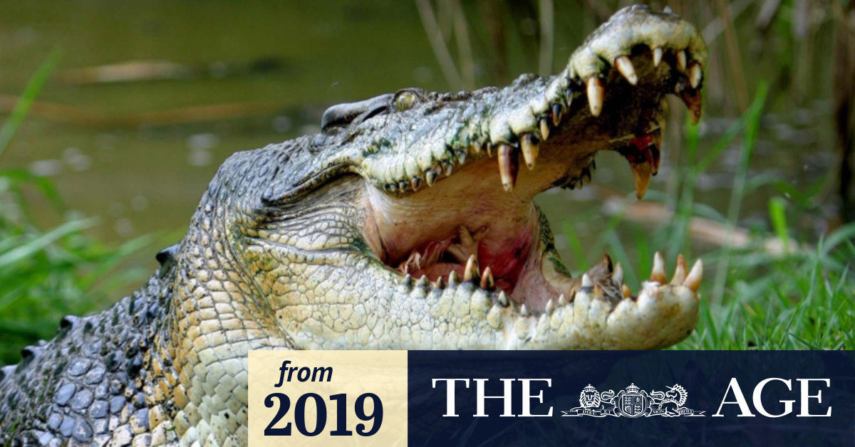 Man mauled by crocodile in Queensland's far north